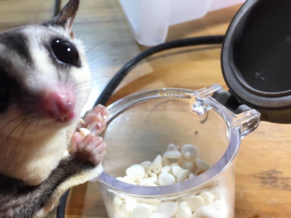 Sugar Glider Nail Trimming Video Canadian Sugar Gliders