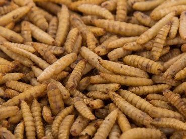 Dried Calciworms - Canadian Sugar Gliders
