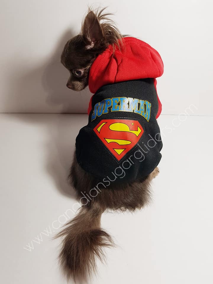 Superman store dog sweater